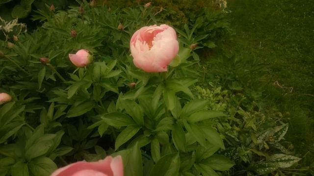 Paeonia Mary Gretchen смотреть онлайн