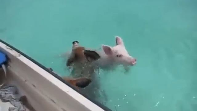 can pigs swim? смотреть онлайн