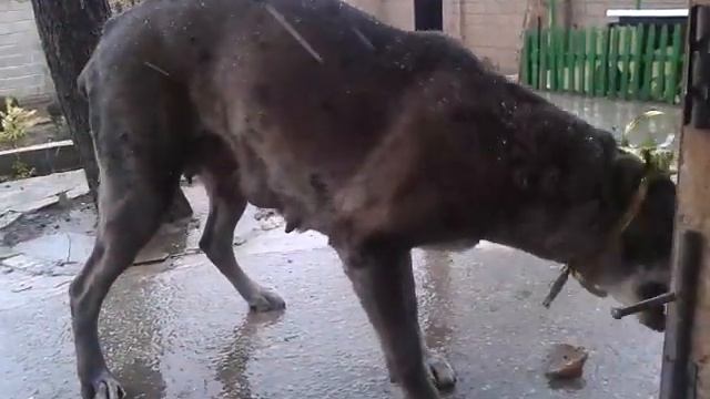 У собаки День Рождения, а икру не жрут))) смотреть онлайн