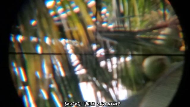 Nguklik Memang Asik‼️Hunting Tekukur Pake Mimis Baracuda Match смотреть онлайн