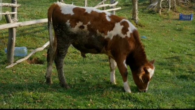 Learn Toy Animals Hippo Cow Zebra Pig Educational for Childrens смотреть онлайн