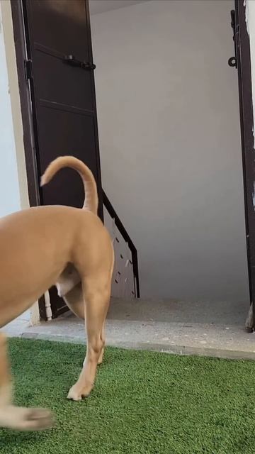 Kya sher🐯se bhi lad jayga bully👹 #amanandbully #pitbulldog смотреть онлайн