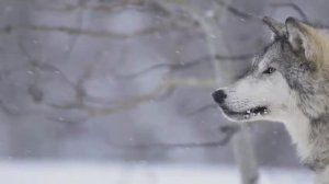 ПЕСНЯ ОДИНОКИЙ ВОЛК_Блатной Удар Одинокий волк_