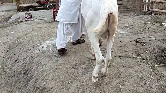 Biggest Bakra in DG Khan || Live weight 400/2 kg || Bakra Show || Bakra eid || Bakra Mandi || Goats смотреть онлайн