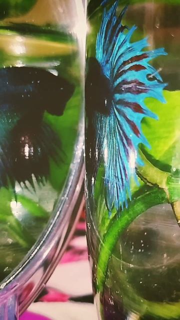 Betta fish viral dance | Mirror dancing #shorts #viralvideo #viral смотреть онлайн