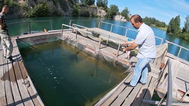 Ловля форели на искуственном пруду. Форель в Сибири. Тестирование спиннинга ZETRIX Forra FRS-662SUL смотреть онлайн