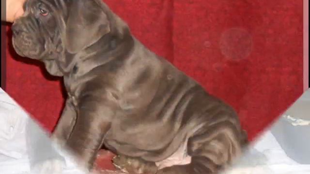 Мастино.wmv смотреть онлайн