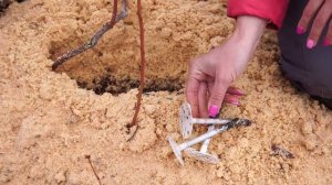 Размножение голубики отводками