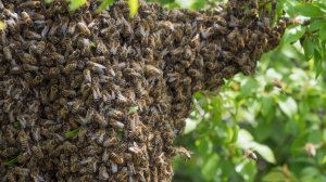 WATOP| Кто-то ЗАВЕЗ в АВСТРАЛИЮ убийц ПЧЁЛ, и ЧЕРЕЗ год НИКТО не МОГ поверить