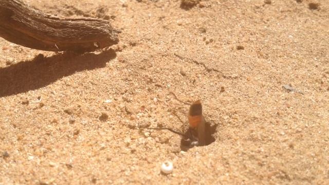 Avispa Ammophila cavando su nido смотреть онлайн