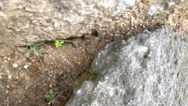 【4K画質】サムライアリの群れがクロヤマアリの巣から奴隷狩りでさらってきた蛹や幼虫を次々とサムライアリの巣へ運び入れていくシーン…（2021.6.25） смотреть онлайн
