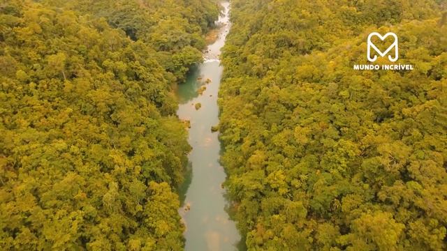 COBRA ATACA JACARÉ смотреть онлайн