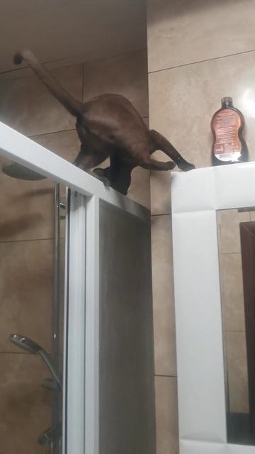 она макака по знаку зодиака!! смотреть онлайн