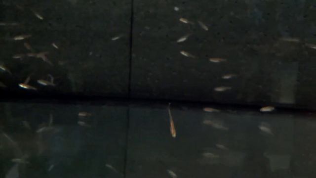 Rasbora Urophthalmoides смотреть онлайн