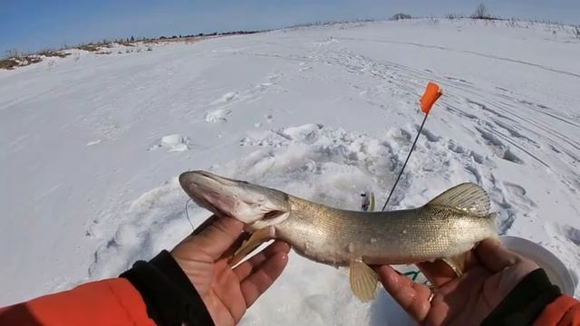 Весенний ЖОР щуки на ЖЕРЛИЦЫ! Щука ВЫРЫВАЕТ живцов прямо ИЗ РУК! Вот такой ПОСЛЕДНИЙ лёд. Щучий ЖОР. смотреть онлайн