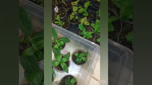 Результат подкормки через 7 дней. Черенки гортензий восстанавливаются. 04.05.2023.