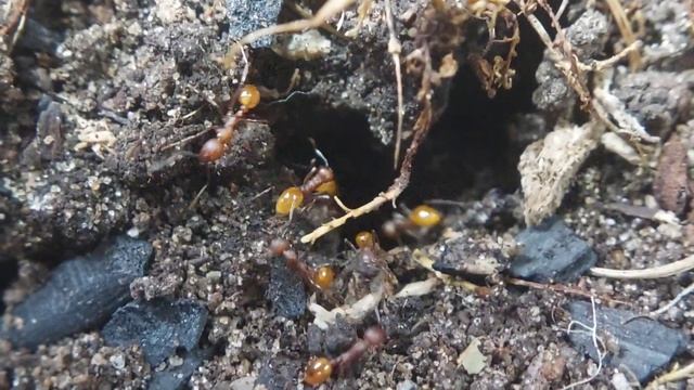 My Ants Moved Their Nest!! - Aphaenogaster Tenneseensis смотреть онлайн