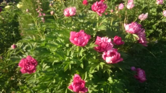 Paeonia Yankee Doodle Dandy смотреть онлайн