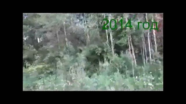 Сюжет 55. Мои собаки пенсионного возраста смотреть онлайн
