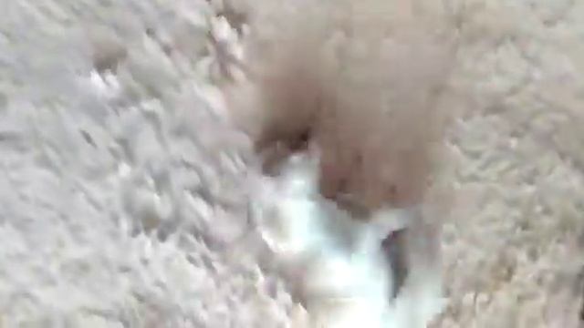 Моя собака под кайфом😂 смотреть онлайн