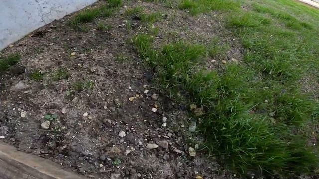 How My New Lawn Looks 25 Days After Seeding From Scratch смотреть онлайн
