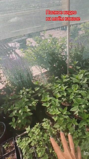 Туманообразование своими руками. Часть1.