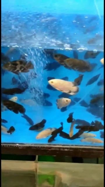 Delhi Fish Aquarium Market / Anil Aquarium - Stock 43 Call Anil - 9210090877 Wholesale Price #short смотреть онлайн