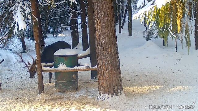 Олени. Кто ворует подкормку у кабанов ) Всегда свежие фото и видео с фотоловушек Егерькам. смотреть онлайн