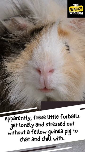 It is illegal to own just one guinea pig in Switzerland? #shorts смотреть онлайн