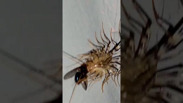 scutigera coleoptrata eating смотреть онлайн