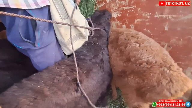 24-iyul, 2022 ТУРТКУЛЬ КУЙ БОЗОРИ смотреть онлайн