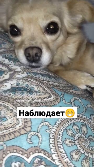 Следит за всеми😁#Фиби#чихуахуа#собака#мистерминимопс#funnydog смотреть онлайн
