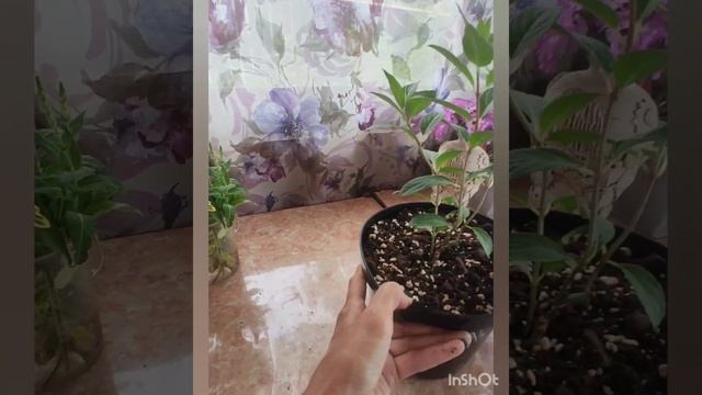 Нормировка гортензии Металлика. Подготовка побегов для черенкования.