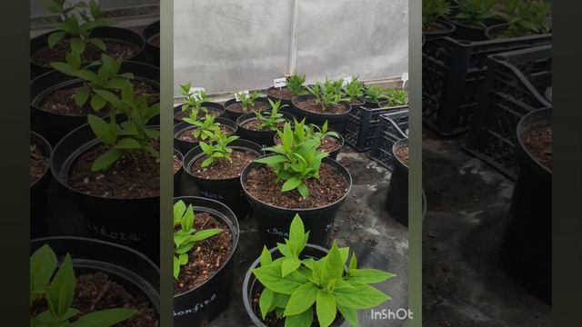 Нормировка побегов саженцев Bonfire (Бонфайер). Нюансы полива саженцев.