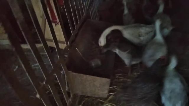 Як я в хлів заганяю своє хозайство і господарство смотреть онлайн