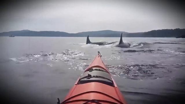 Удивительные прыжки китов перед туристами смотреть онлайн