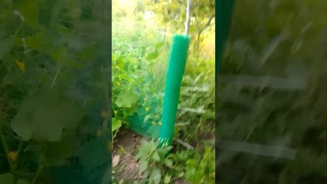 Разбрызгиватель улитка новое приобретение. Немного о огурцах