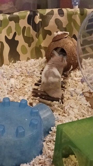 Cute Syrian Hamster Chewy Free Roaming 🐹 смотреть онлайн