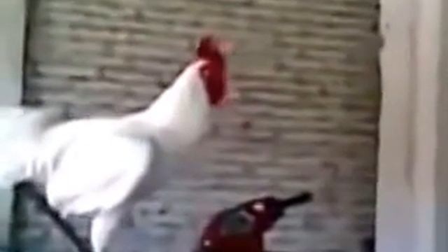 Петух, который смеётся! смотреть онлайн