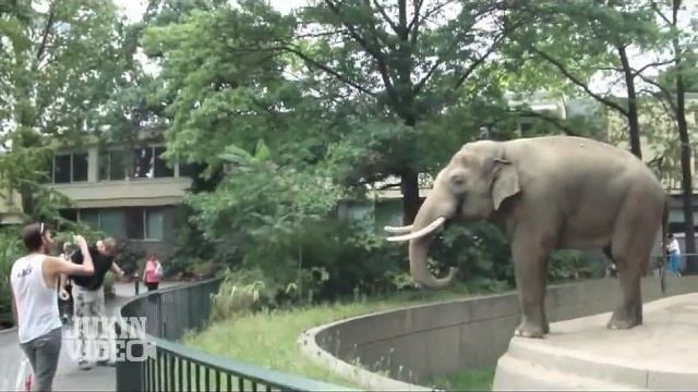 глупость+случай= ))))))) смотреть онлайн