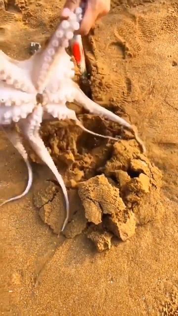 Going to the sea to pick up seafood | seafood hunting #fishing #squid #crab #crawfish #part 26 смотреть онлайн