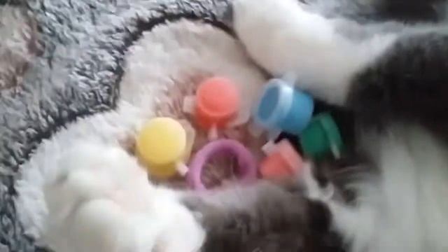 школьное утро глазами кота Семы смотреть онлайн