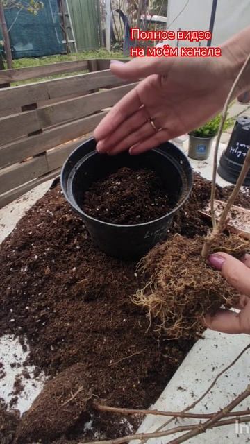 Корневая система гортензий. Состав грунта для посадки.