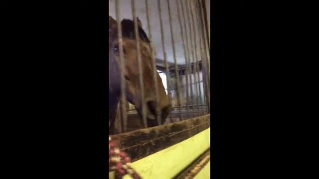 Лошадь отвязывает подругу . Ха ха ха смотреть онлайн