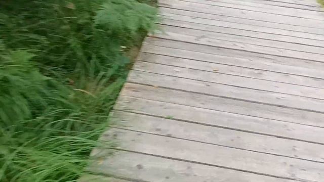 ещё нашли грибы и ягоды смотреть онлайн