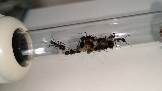 Camponotus brasiliensis - Arbeiterin beim Schlüpfen смотреть онлайн