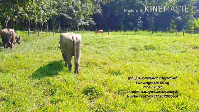 BIG BUFFALO BULLS Live weight 450-550kg Price- 120/kg Location- കോട്ടയം смотреть онлайн