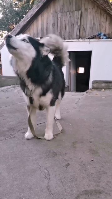Собака Лайка смотреть онлайн
