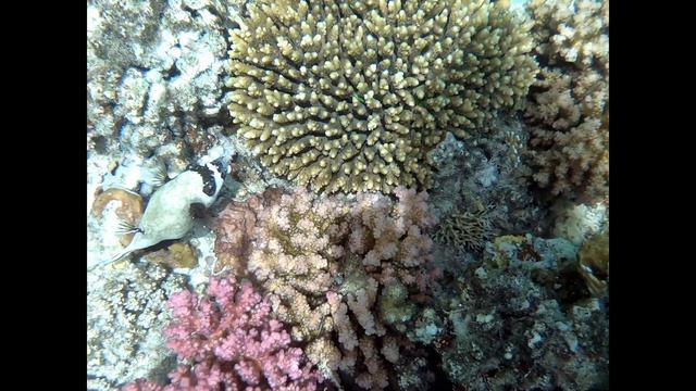 Masked puffer Fish смотреть онлайн