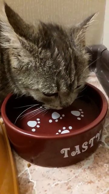 Кошечка громко пьет воду Shorts смотреть онлайн